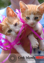 2 kittens