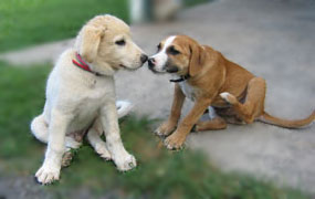 two puppies blur