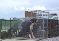 cages