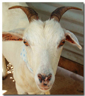 goat tiny