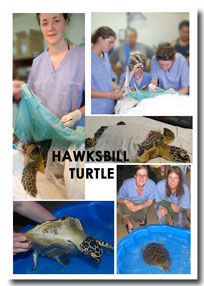 hawsbill turtle