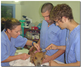 injured piglet