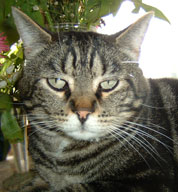 Oscar