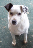 Pongo