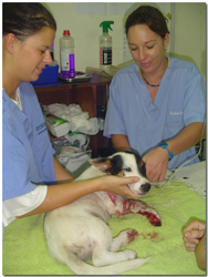puppy AM emergency