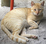 red ginger cat