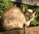 Toby