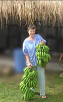 bananas donation