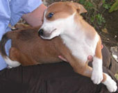 fish poison puppy