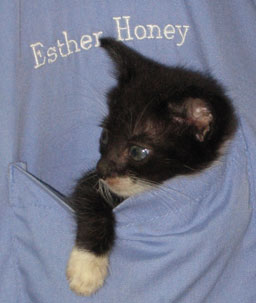 kitten in pocket